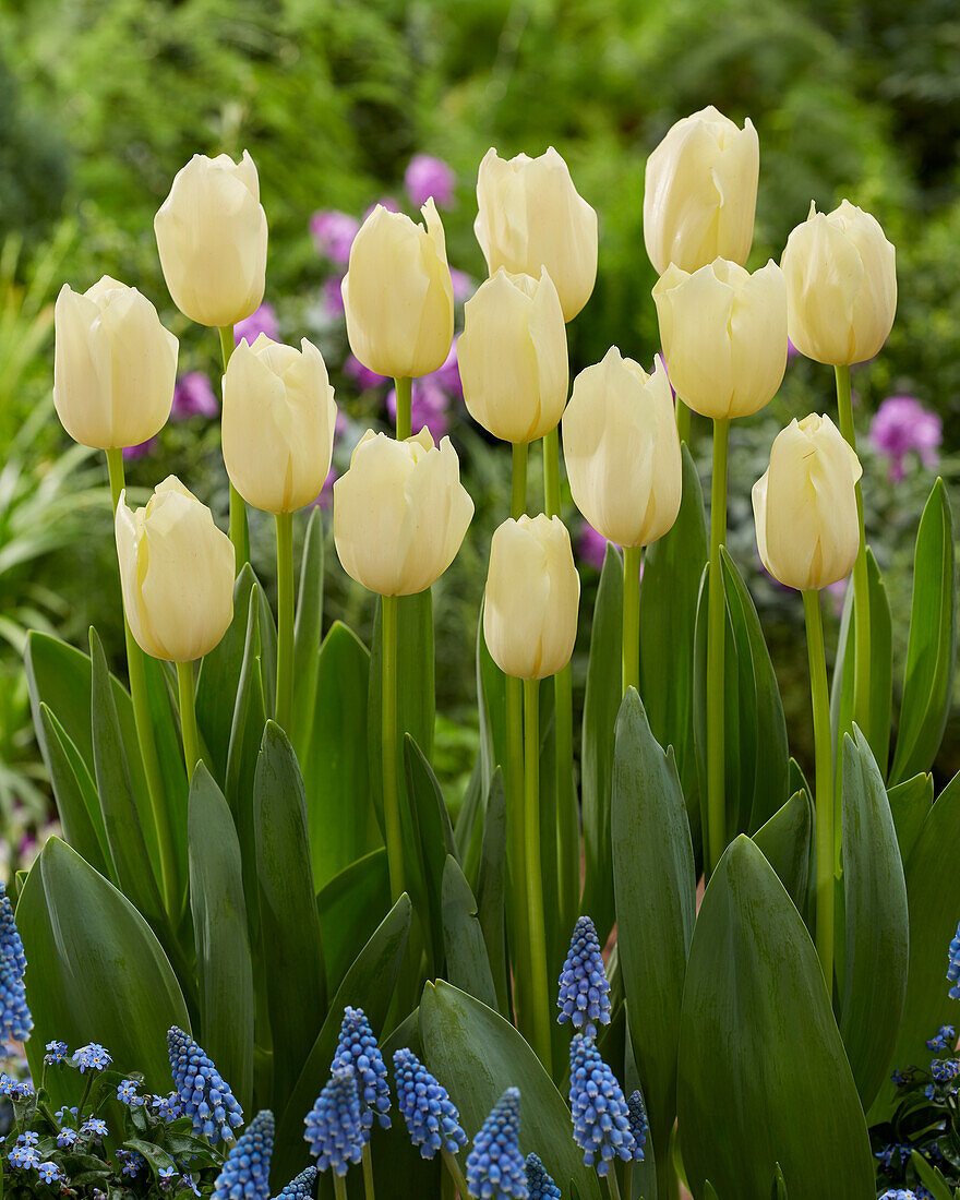 Tulpe (Tulipa) 'Yankee'