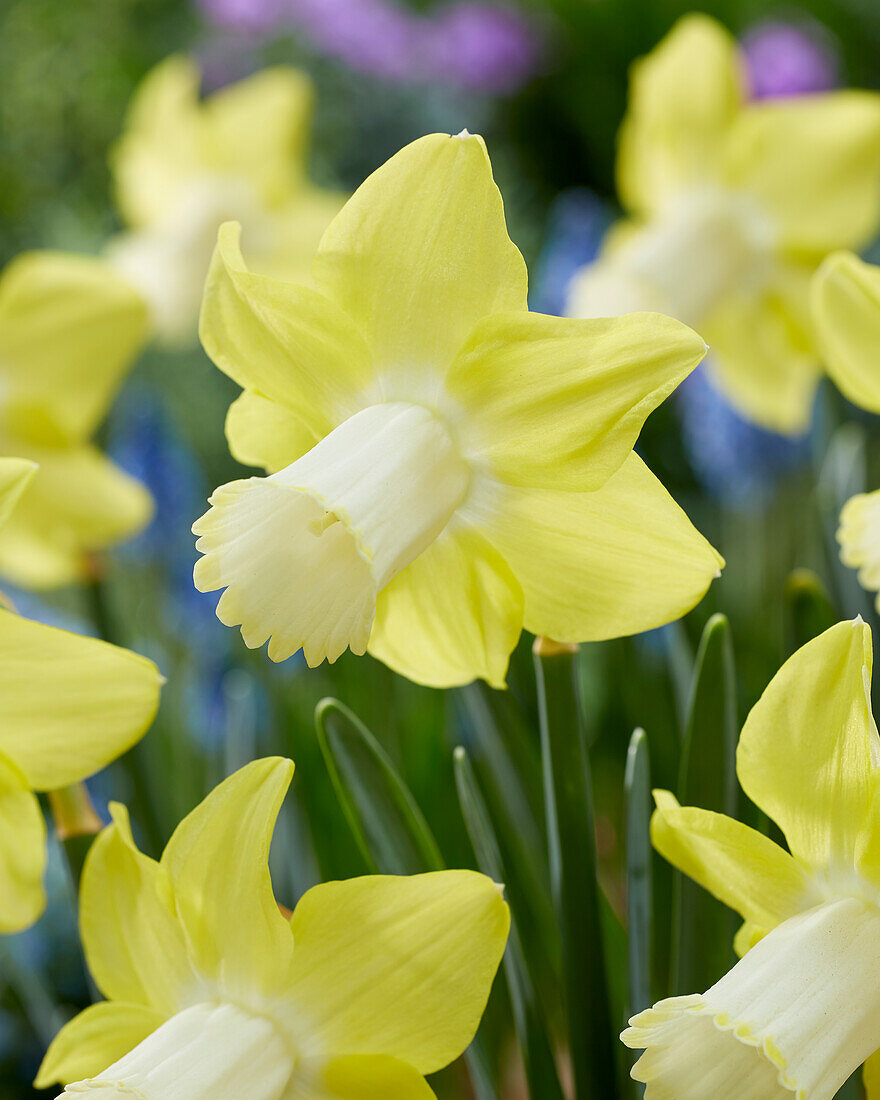 Narcissus Inca