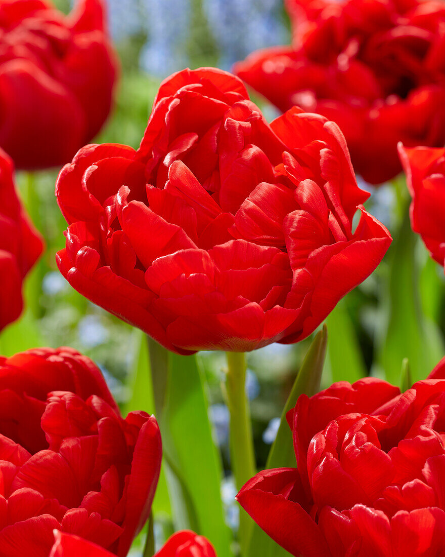 Tulipa Double Twist