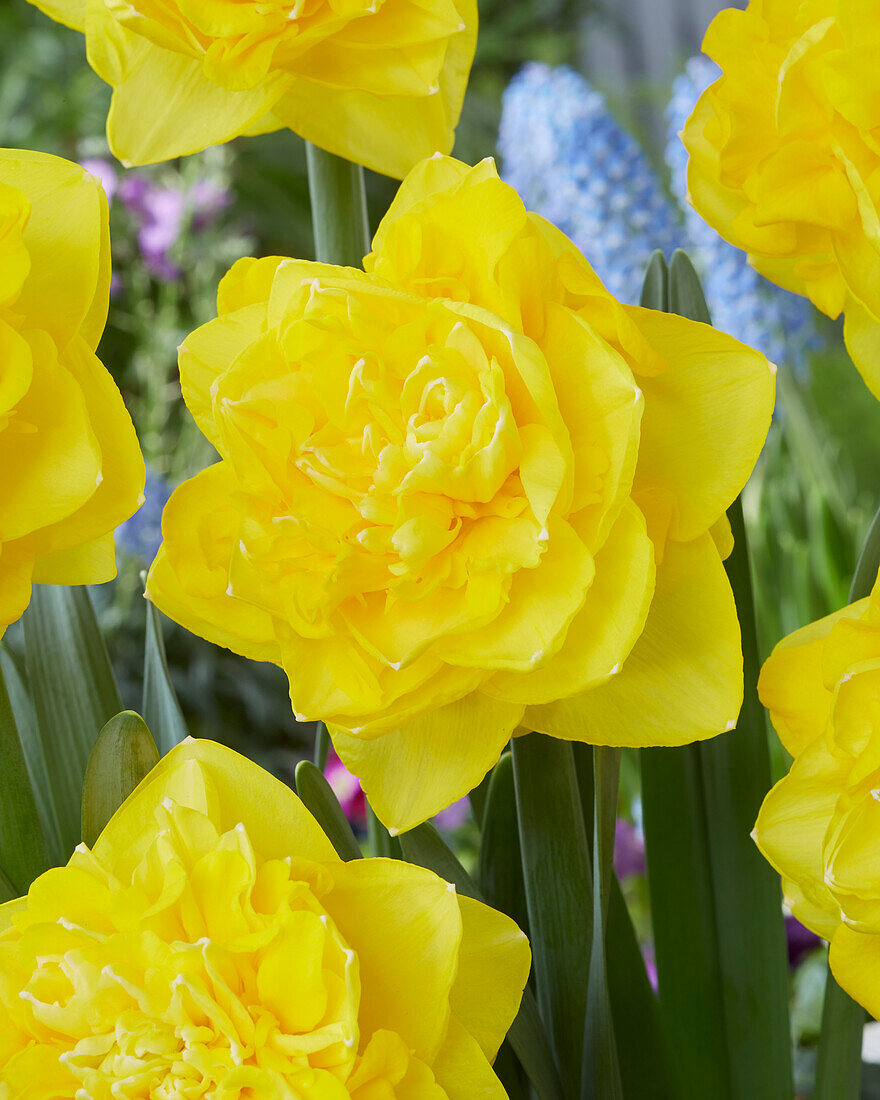 Narzisse (Narcissus) 'Thunderball'