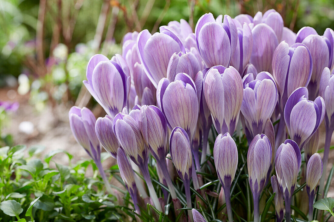 Crocus Striped Bird