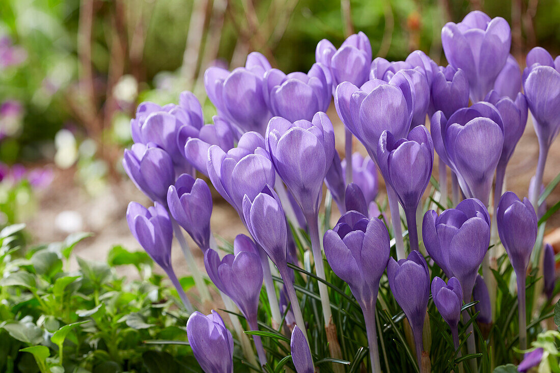 Crocus Hummingbird