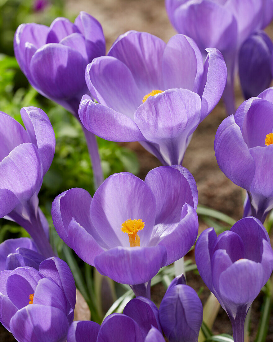 Crocus Purple Heron