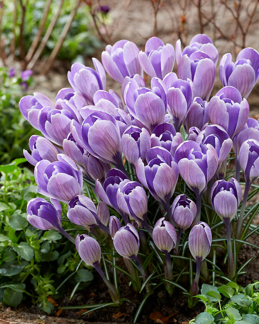 Crocus Striped Bird