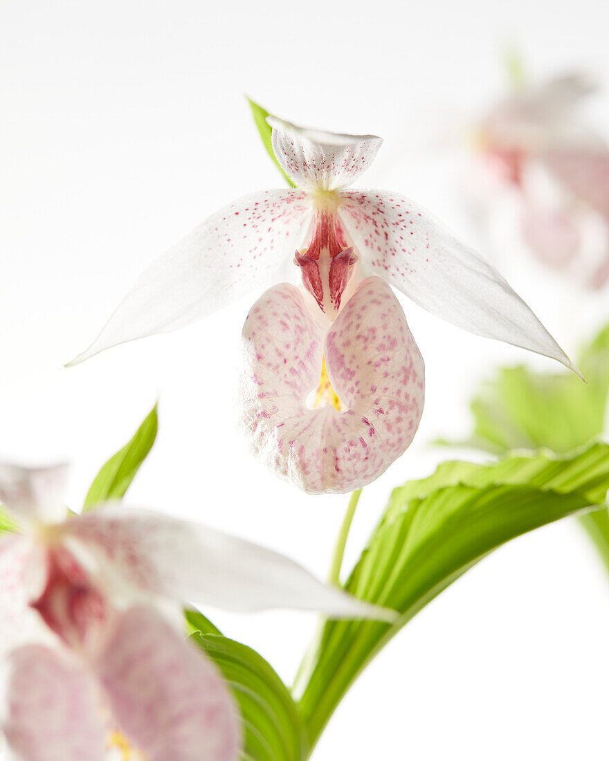 Cypripedium japonicum