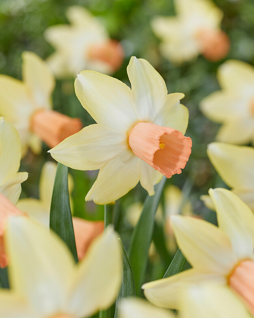 Narcissus Carice