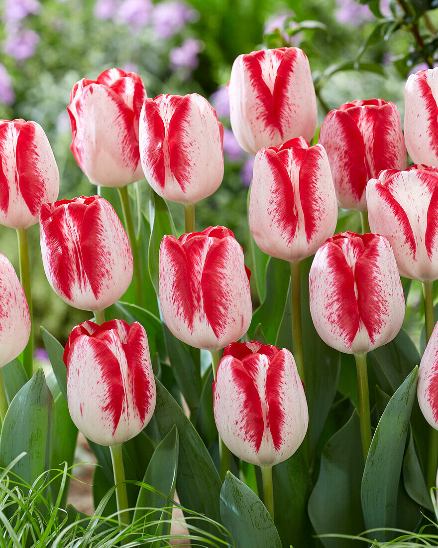 Tulpe (Tulipa) 'French Kiss'