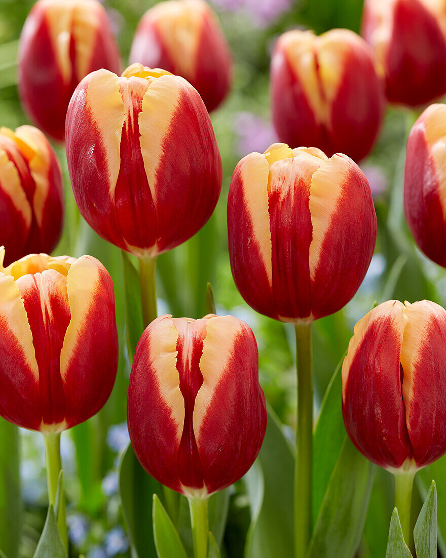 Tulpe (Tulipa) 'Heaven'