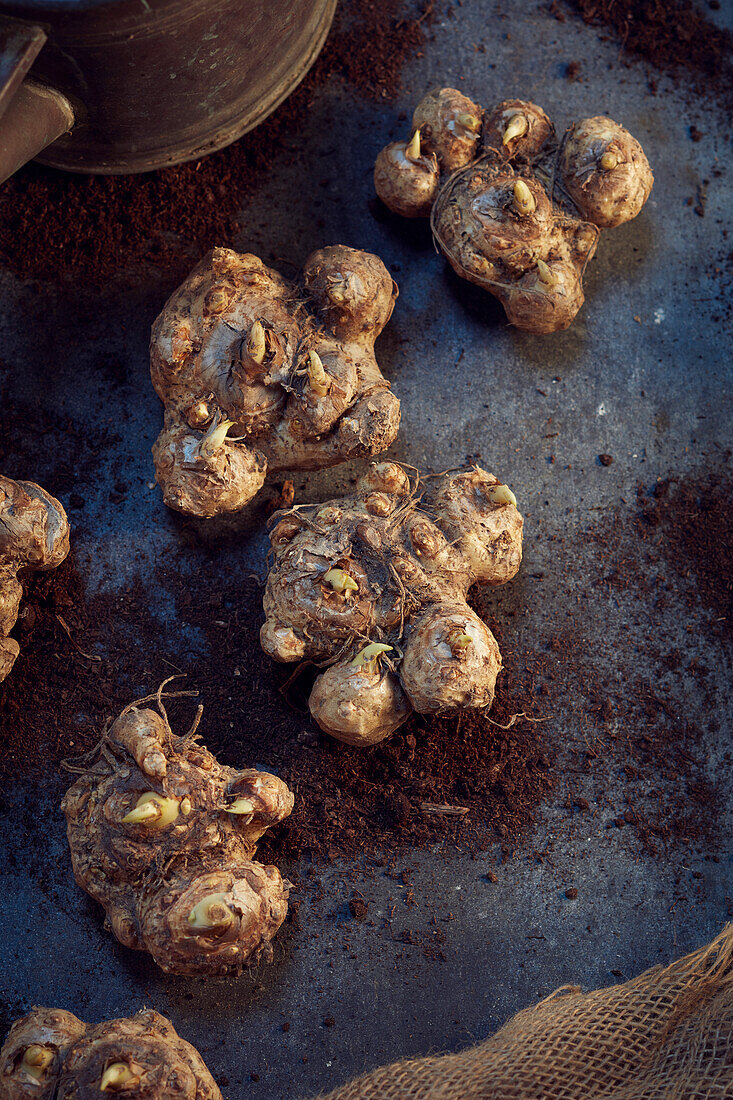 Zantedeschia bulbs