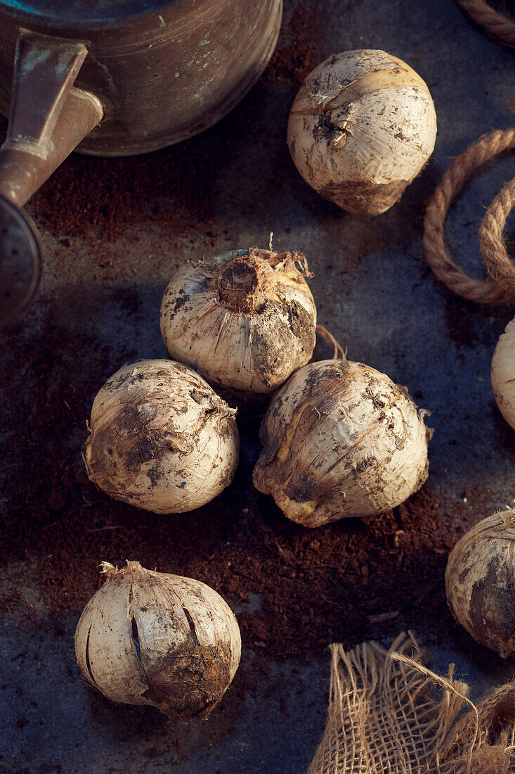 Allium bulbs