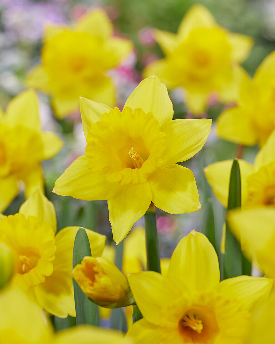 Narzisse (Narcissus) 'Golden Bay'