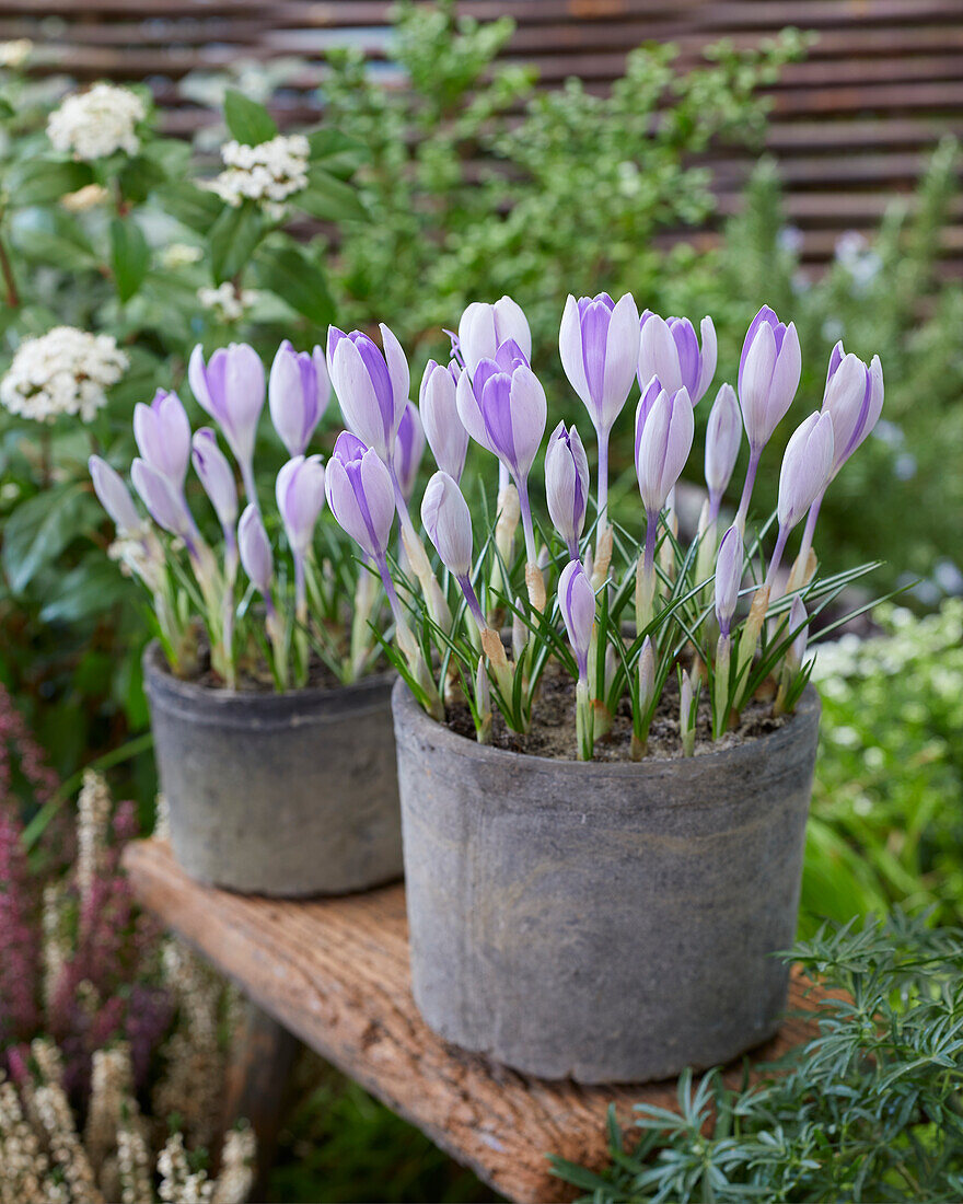 Crocus vernus Vanguard