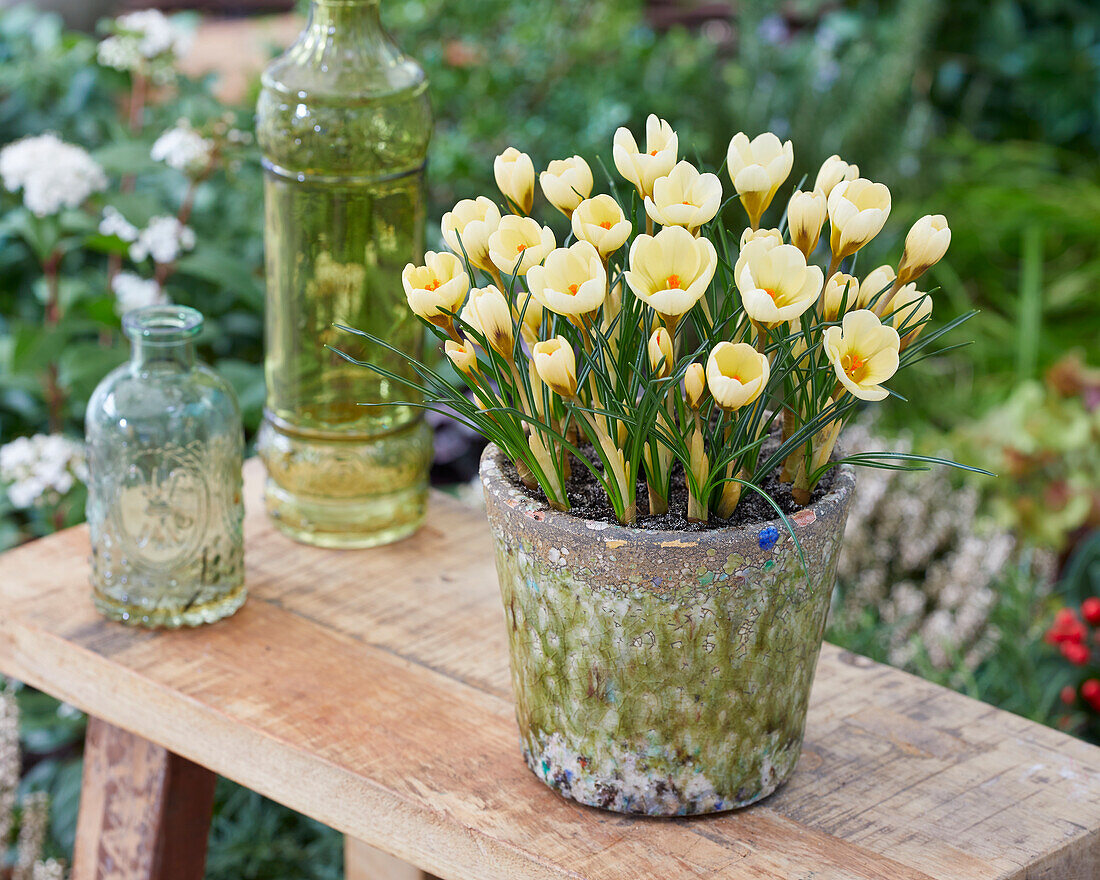 Kleiner Krokus (Crocus chrysanthus) 'Cream Beauty'