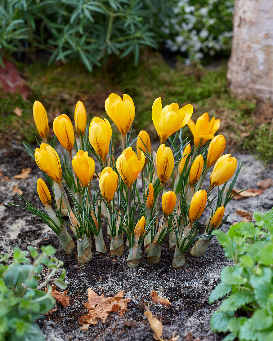 Crocus Golden Yellow