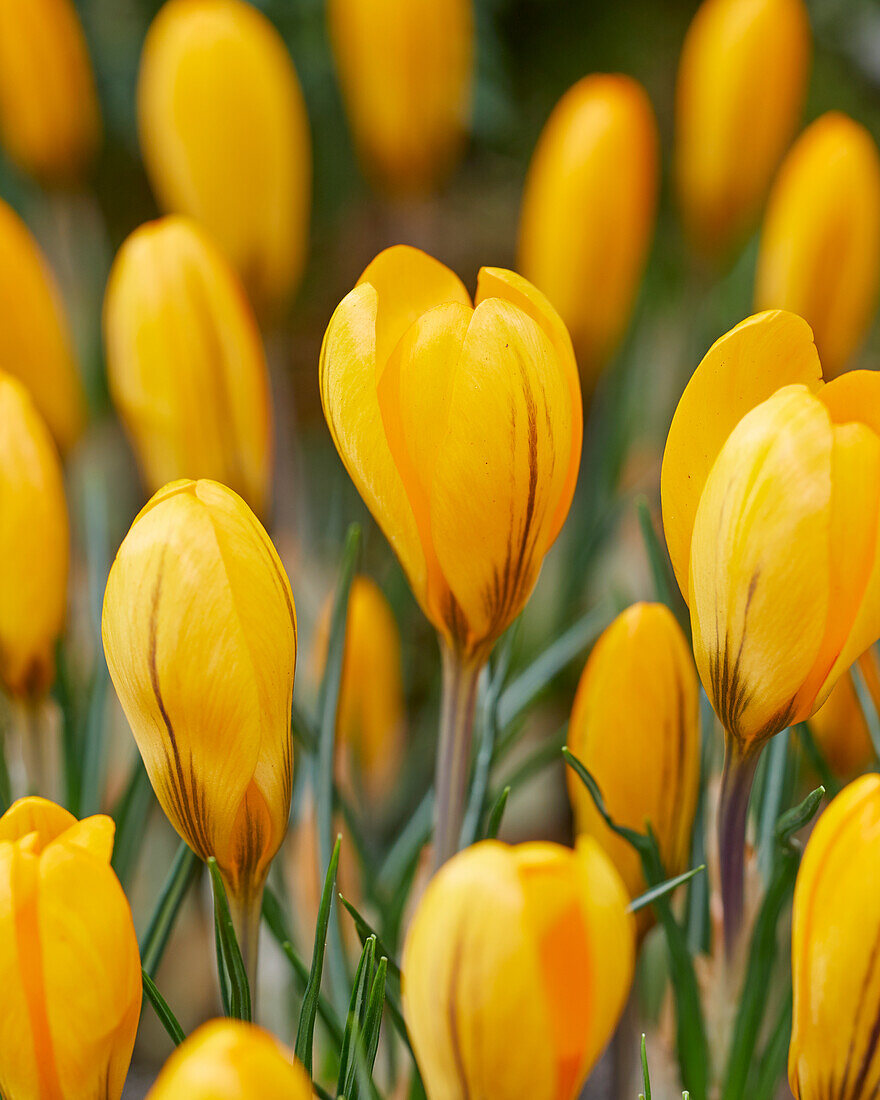 Crocus Golden Yellow