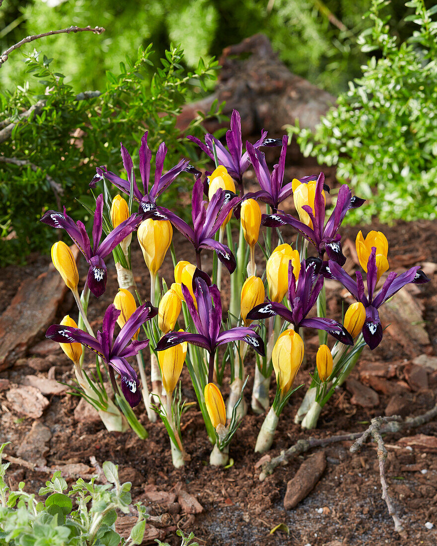 Crocus Golden Yellow, Iris reticulata Pauline