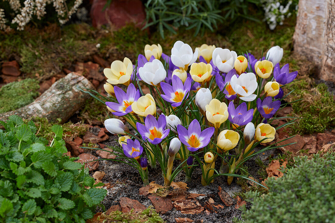 Crocus mix