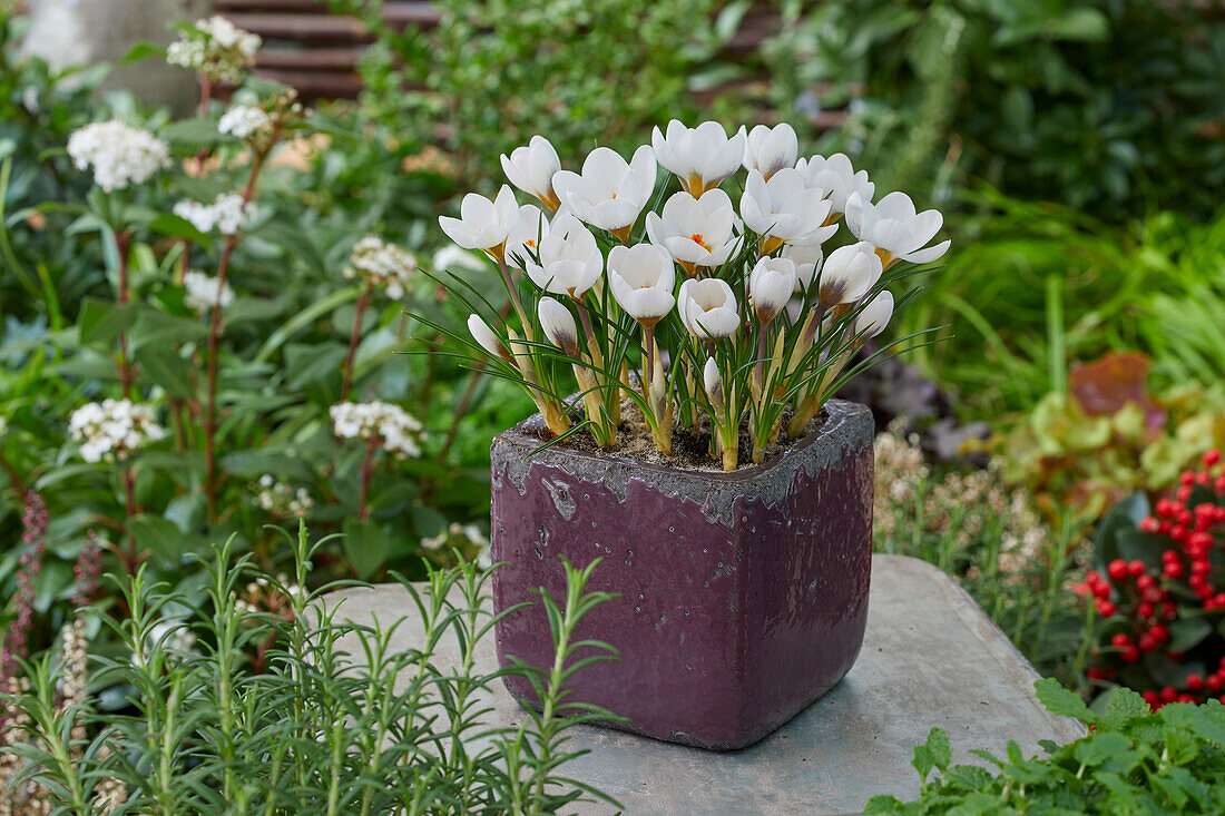 Kleiner Krokus (Crocus chrysanthus) 'Snowbunting'