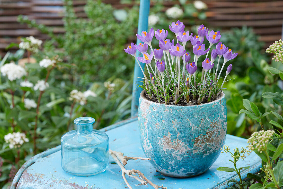 Crocus tommasinianus Barr's Purple