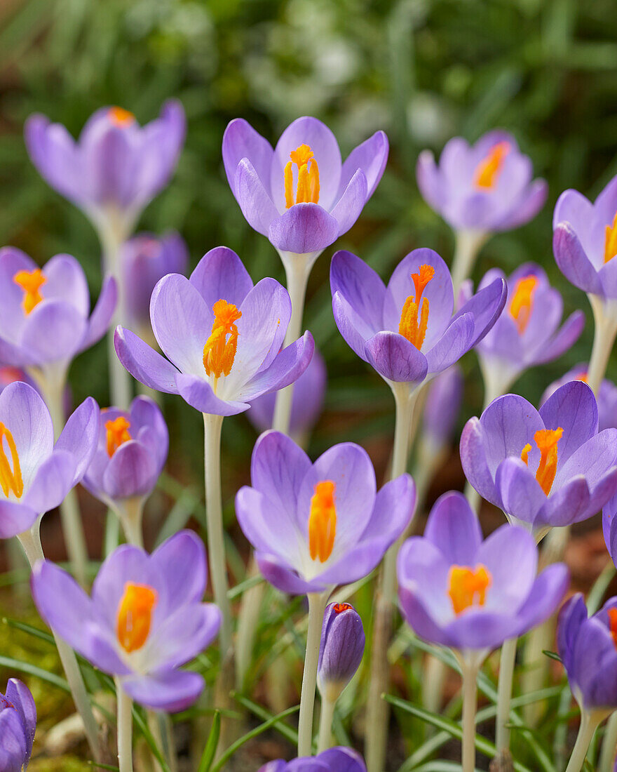 Crocus tommasinianus Barr's Purple