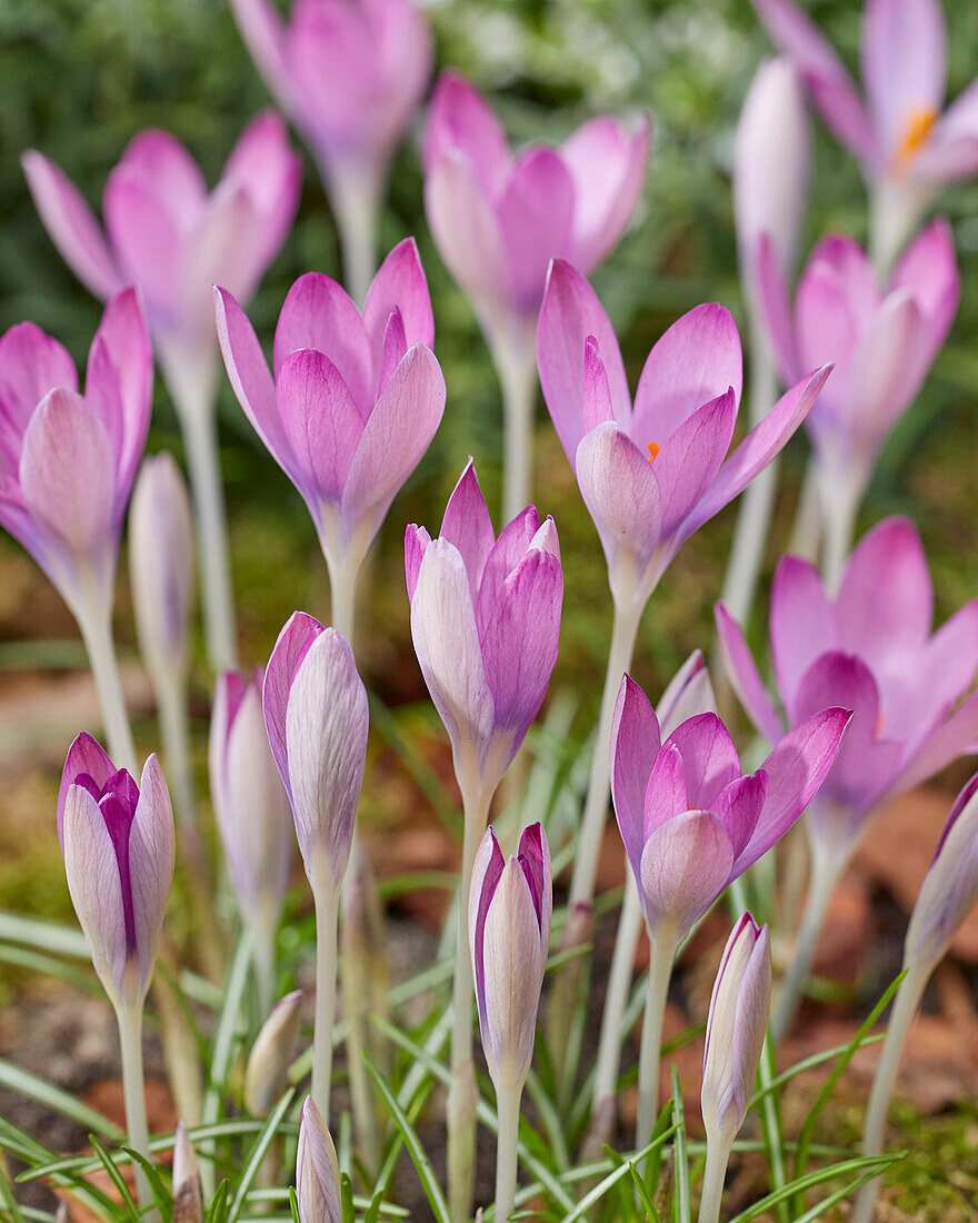 Crocus tommasinianus Roseus