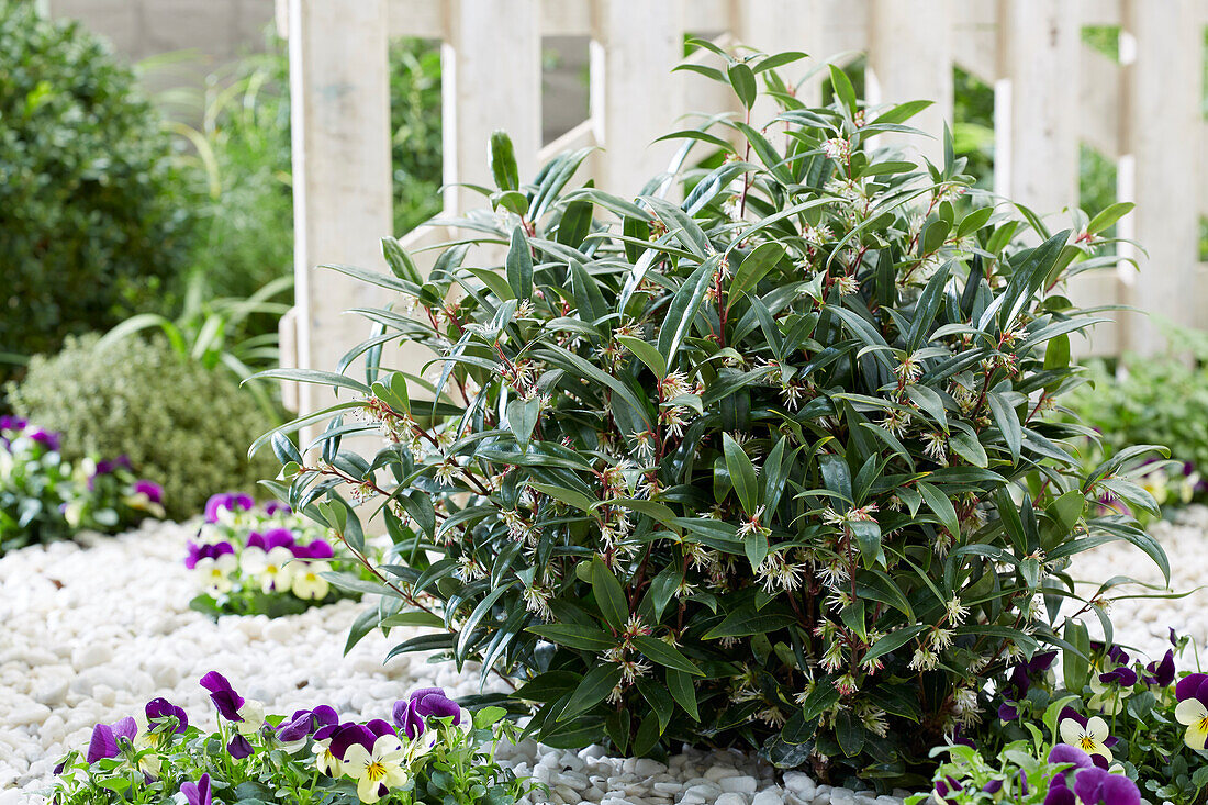 Sarcococca hookeriana Purple Gem