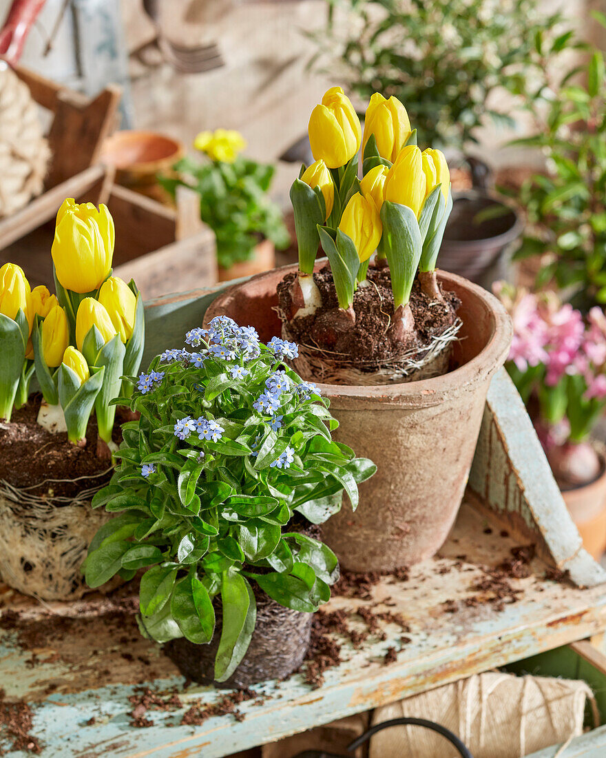 Pflanzgefäße mit Frühlingsblumen bepflanzen