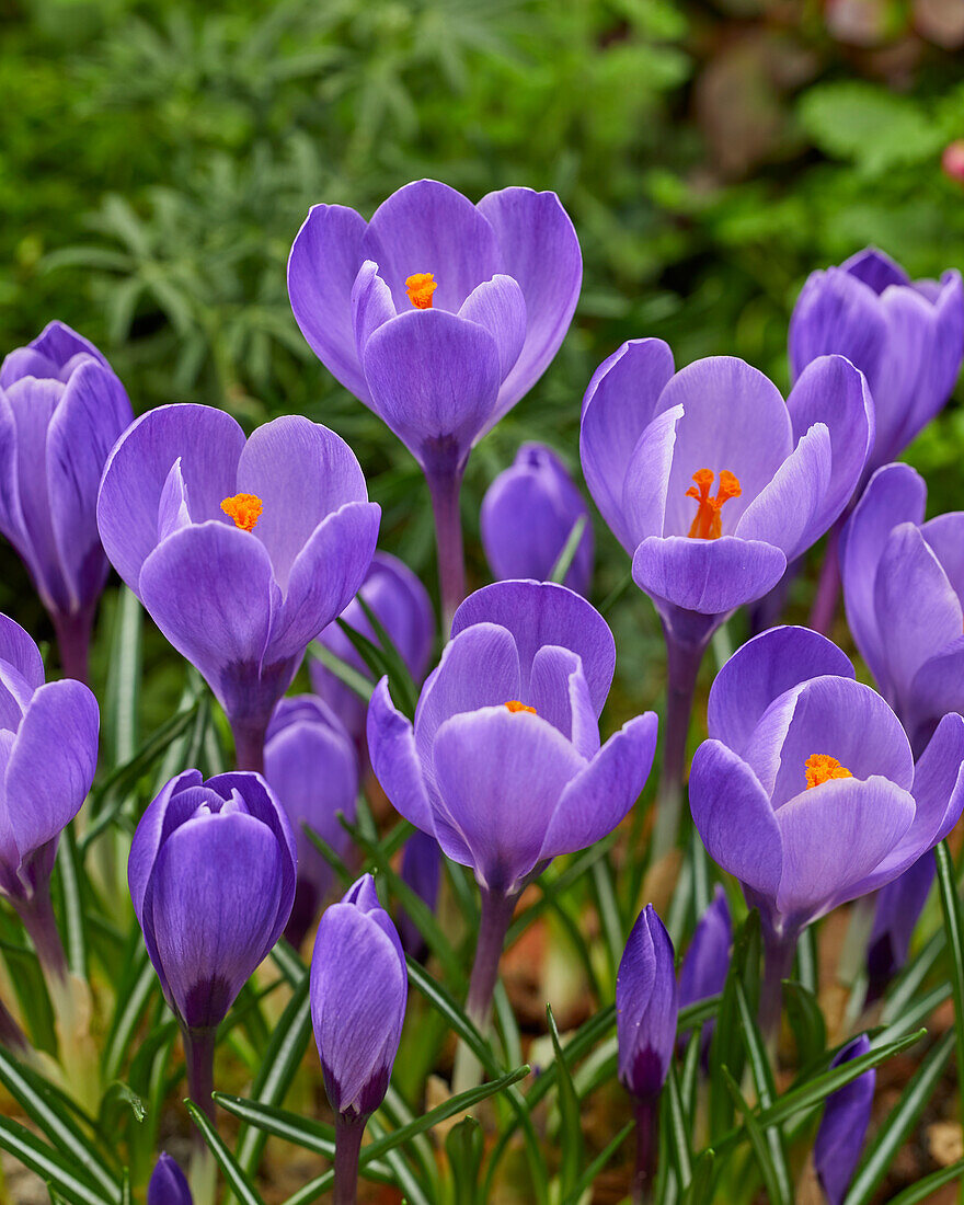 Crocus vernus Remembrance