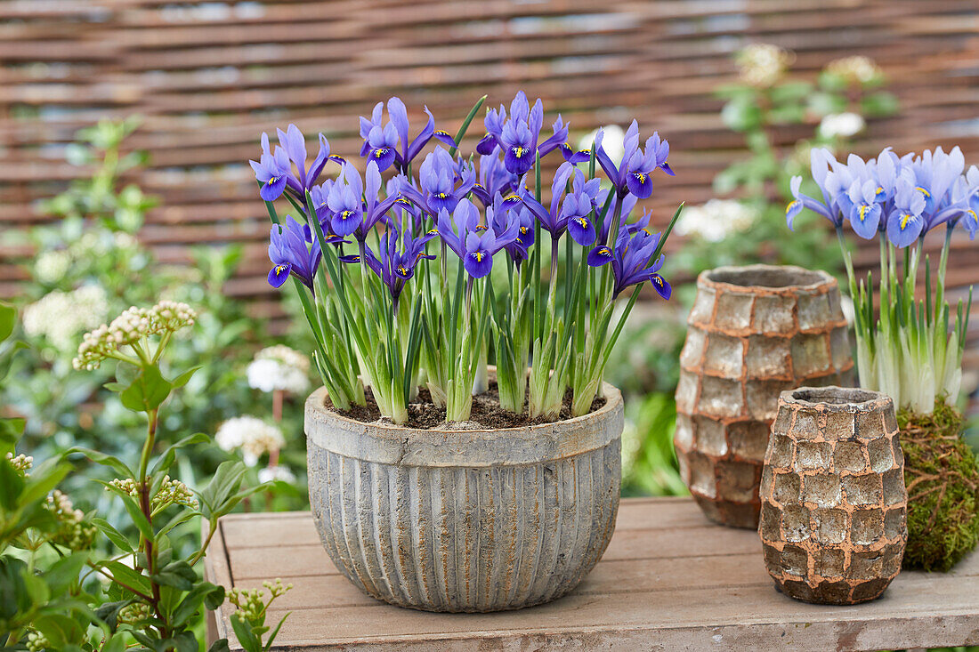 Iris reticulata Harmony