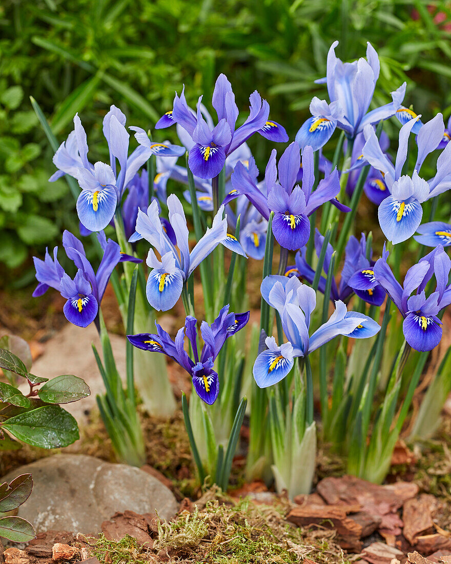 Iris reticulata Harmony, Alida