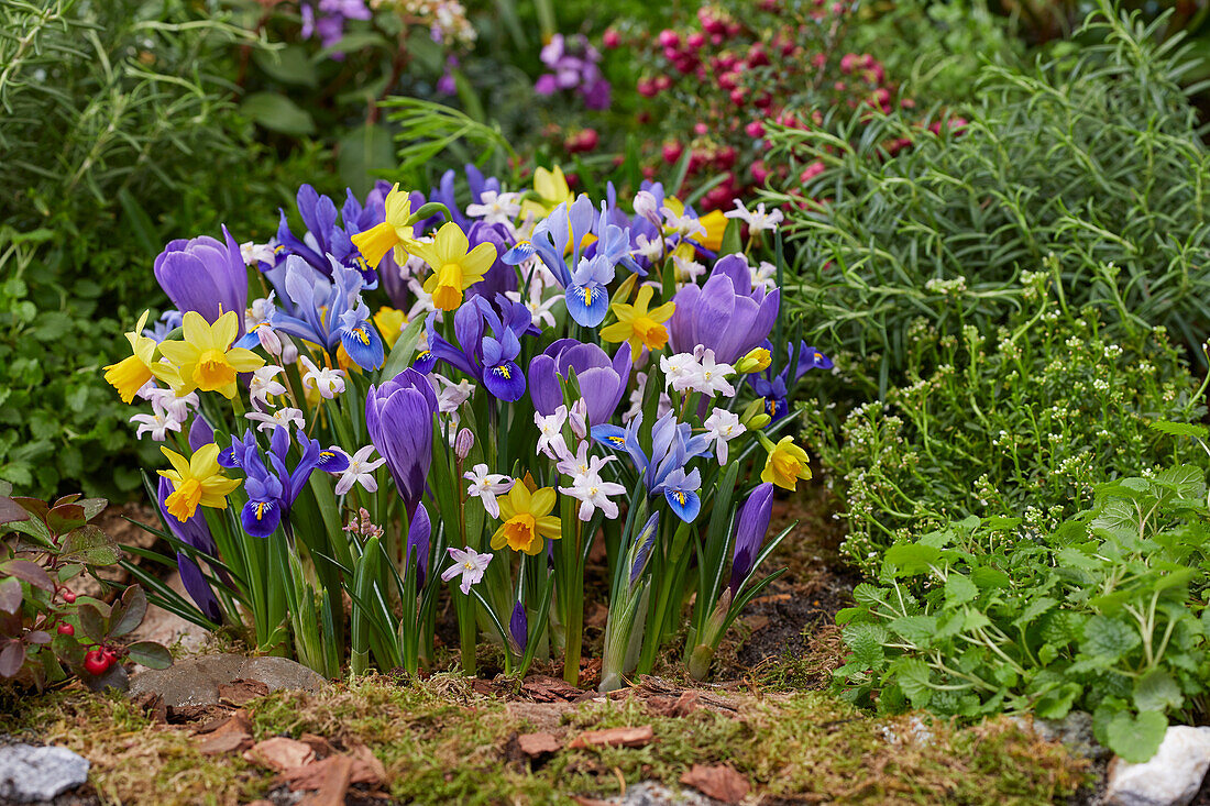 Frühlingsblumenmischung mit Krokus, Schwertlilien, Narzissen und Sternhyazinthen