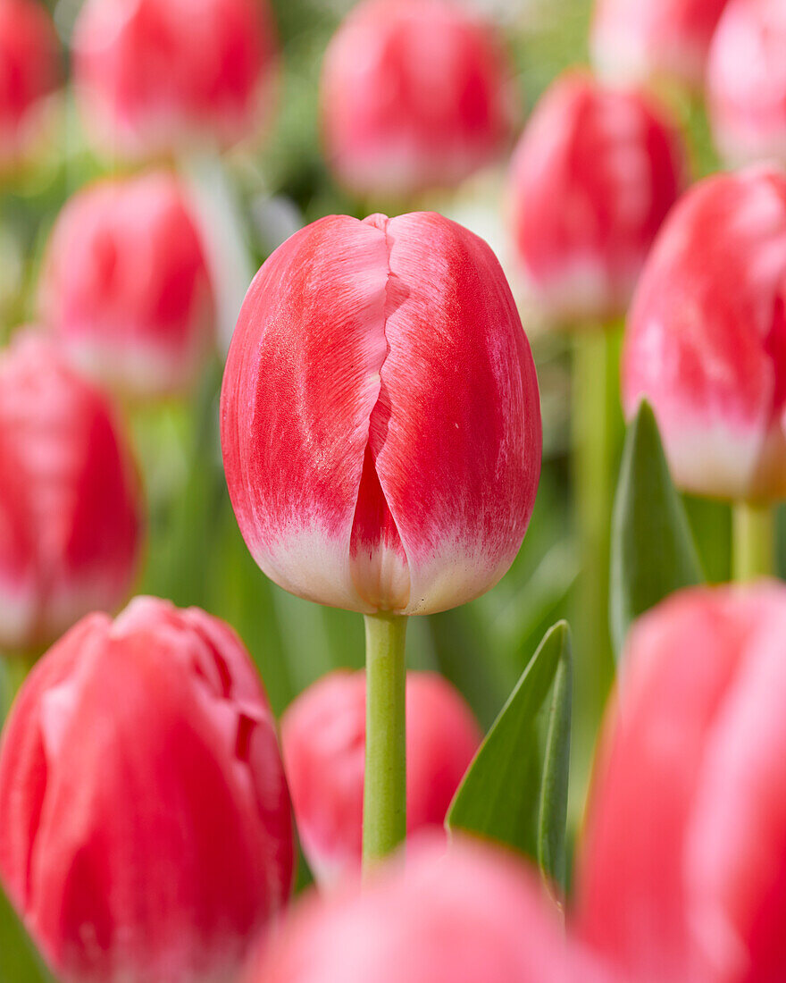 Tulpe (Tulipa) 'Feline'