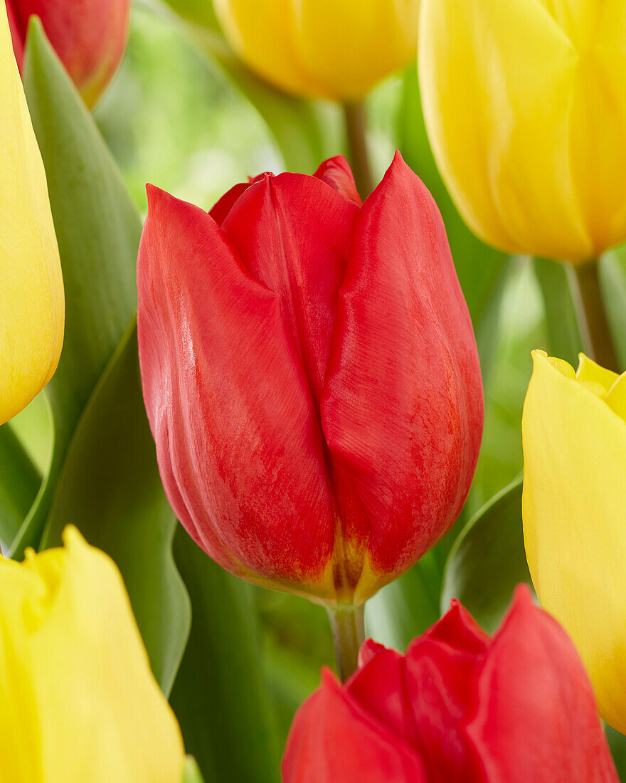 Tulpe (Tulipa) 'Red Gold'