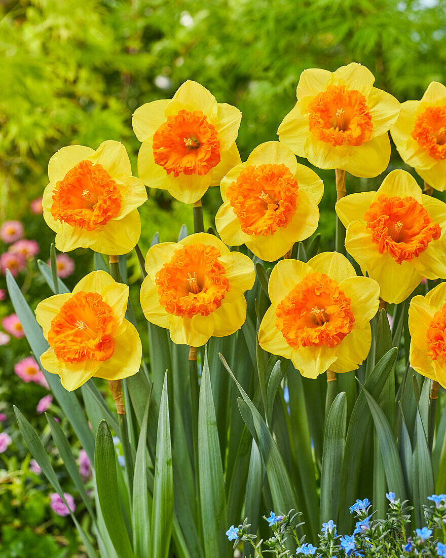 Narzisse (Narcissus) 'Wild Carnival'