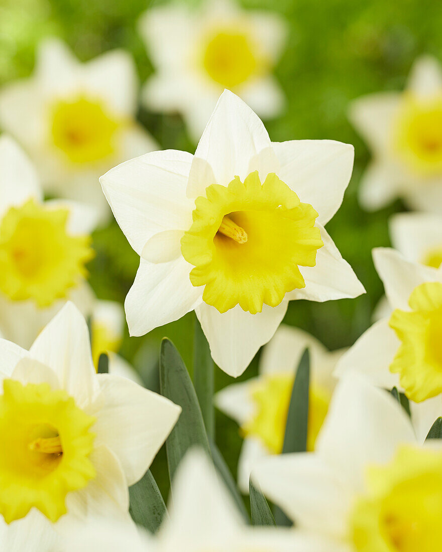 Narzisse (Narcissus) 'Cornish King'