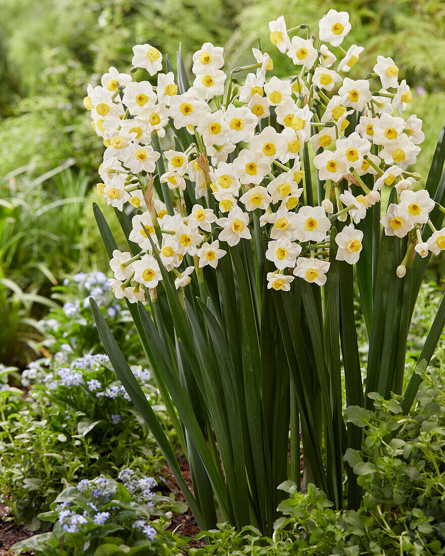 Narcissus Avalanche