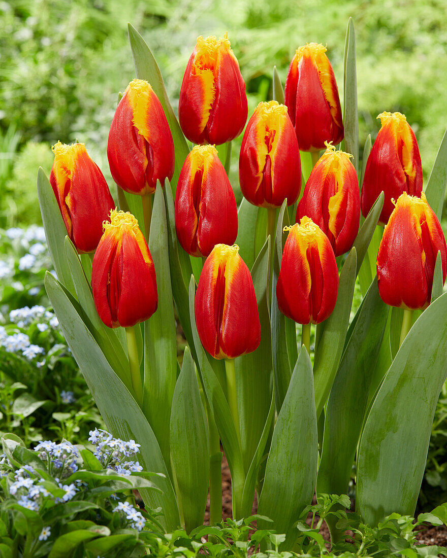 Tulpe (Tulipa) 'Davenport'
