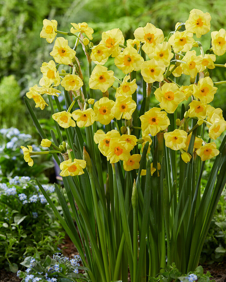 Narzisse (Narcissus) 'Golden Dawn'