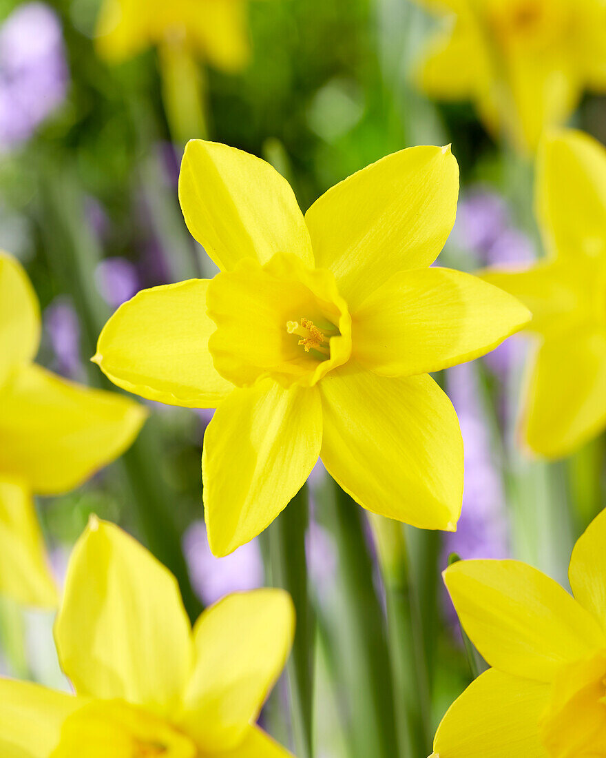 Narcissus Marie Curie Diamond