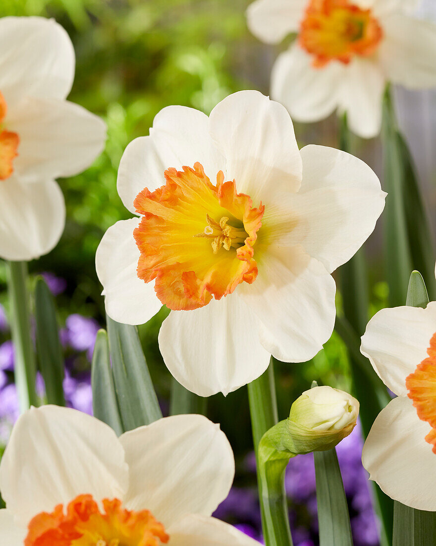 Narzisse (Narcissus) 'Over Easy'