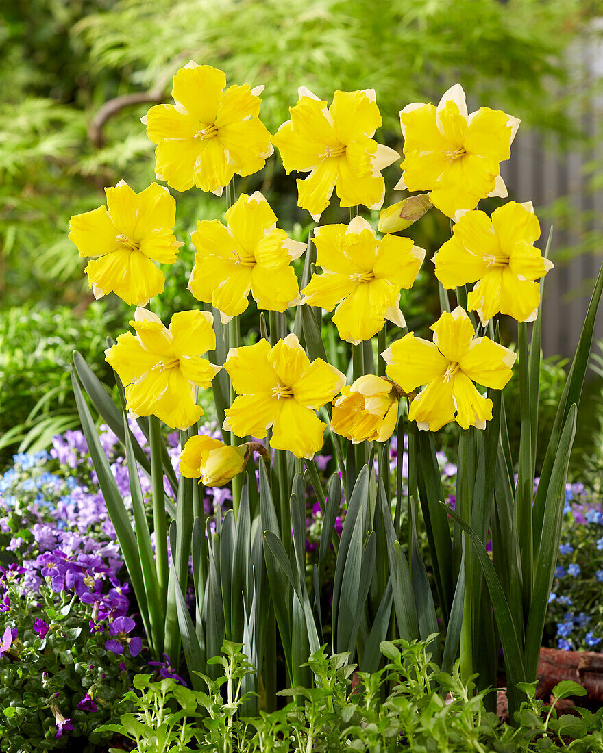 Narzisse (Narcissus) 'Banana Daiquiri'