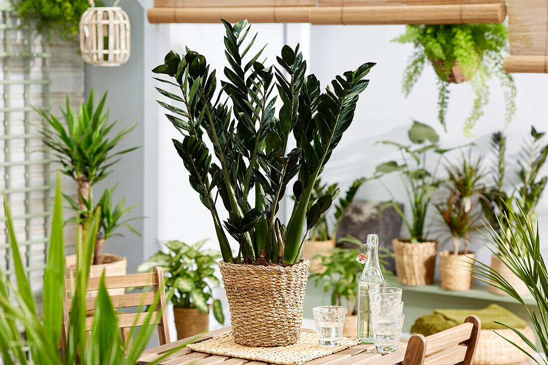 Zamioculcas zamiifolia Black Jungle Warrior