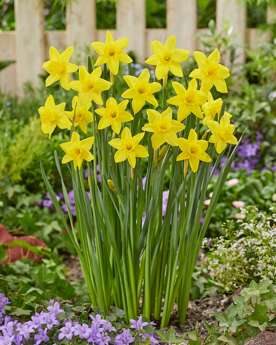 Narcissus Marie Curie Diamond