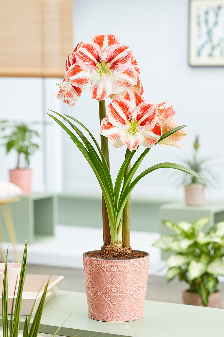 Hippeastrum Clown