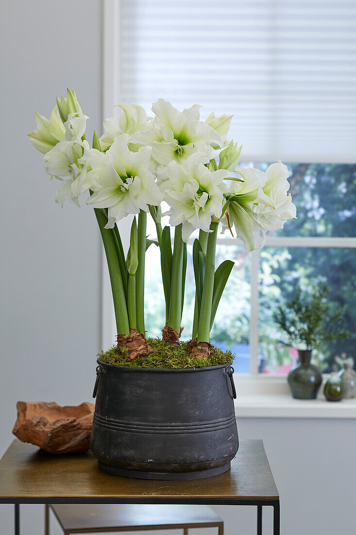 Hippeastrum Ice Queen