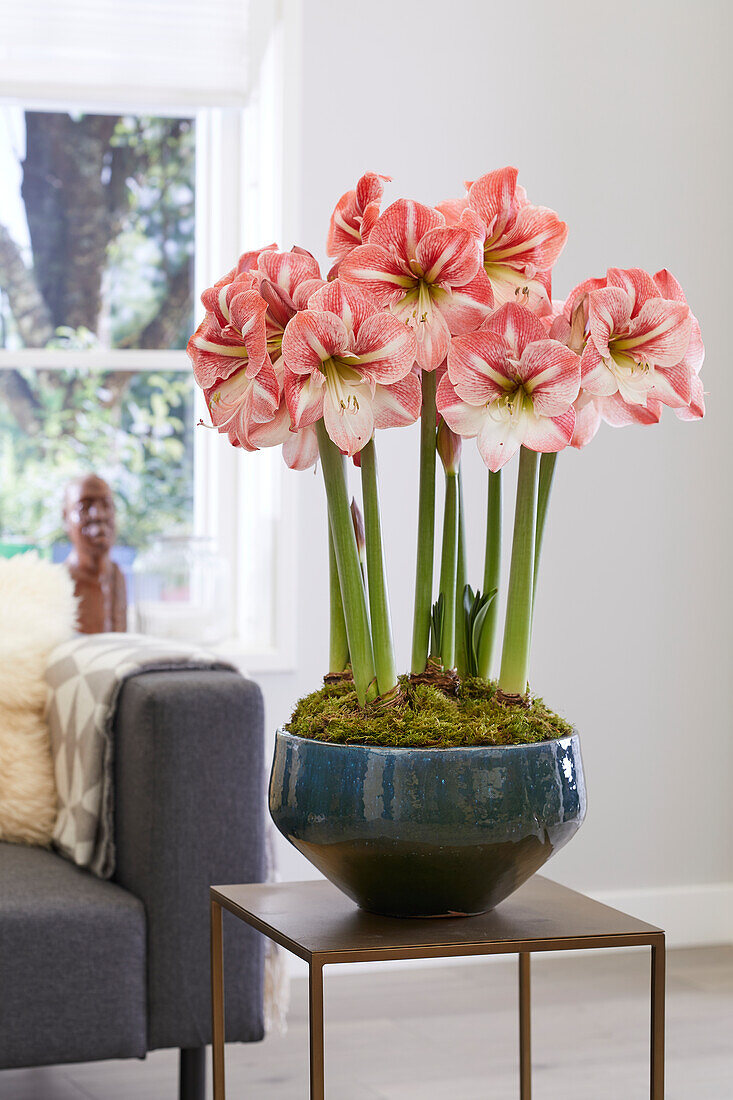 Hippeastrum Winter Delight