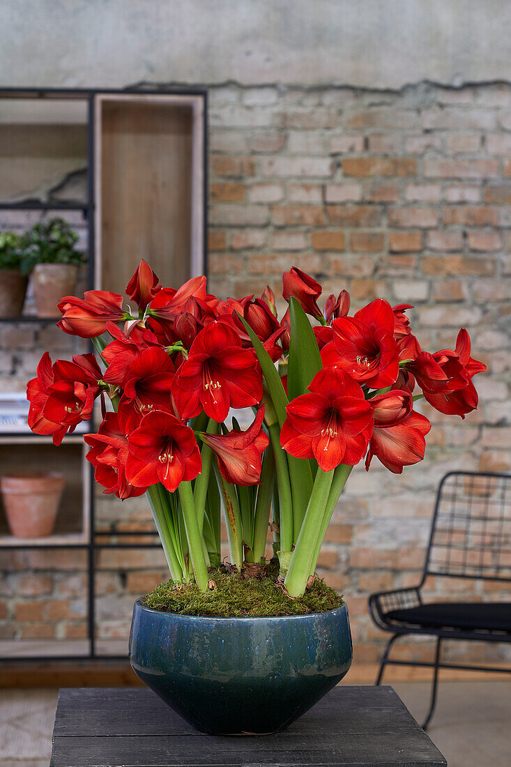 Hippeastrum Red Rival