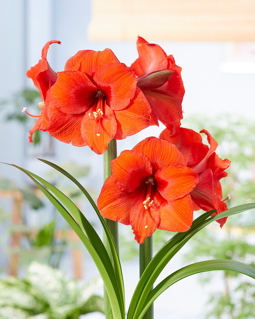 Hippeastrum Orange Souvereign