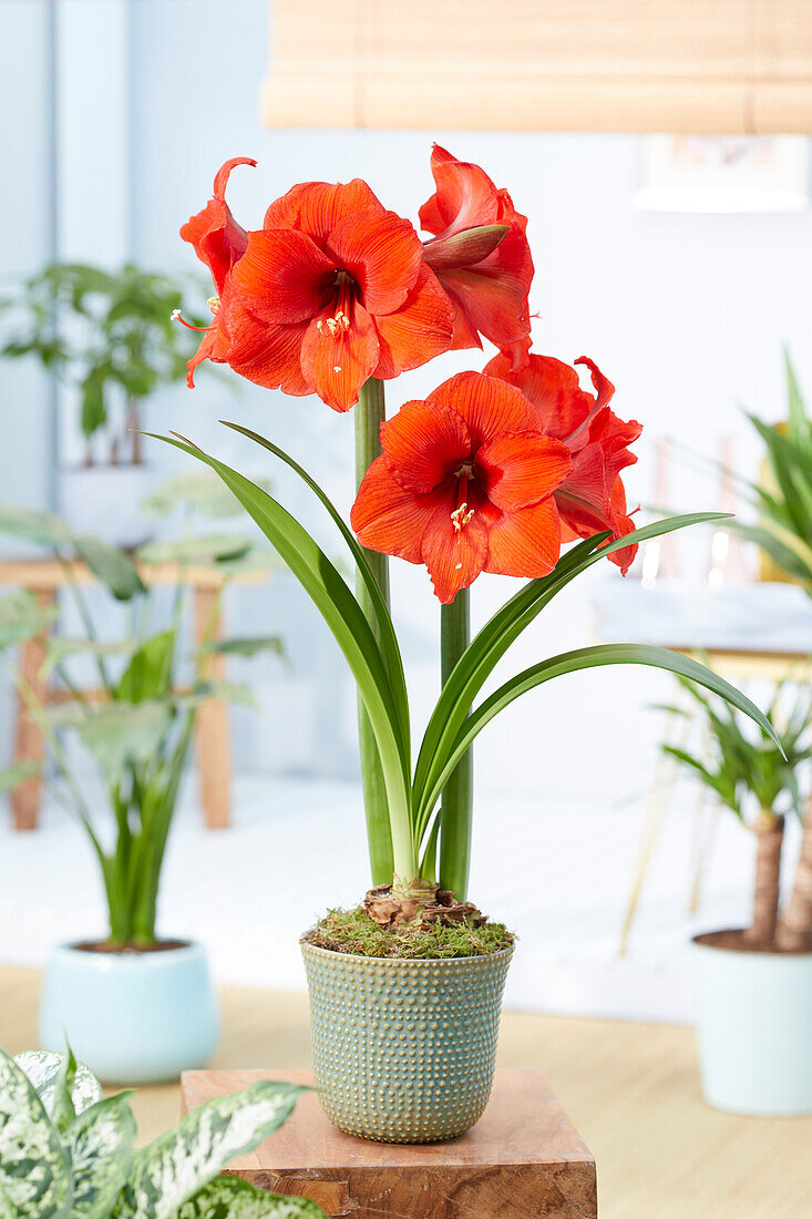 Hippeastrum Orange Souvereign