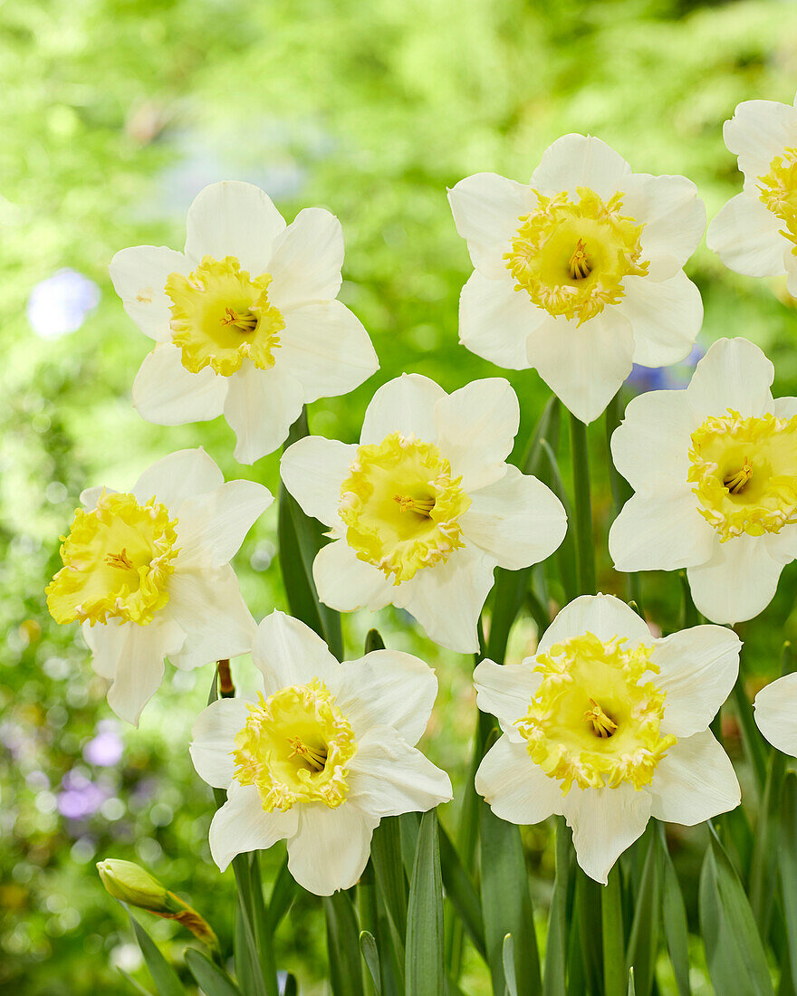 Narzisse (Narcissus) 'Crispa'